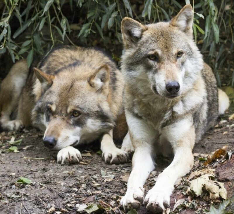 В Архангельской области волки атакуют посёлки и задирают собак