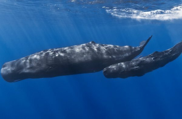 Семь детенышей вымирающего северного кита обнаружены в Атлантическом океане