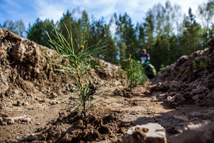 Красноярские ученые разрабатывают полезные биопестициды