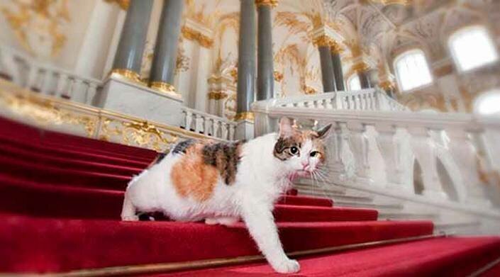 Эрмитажный кот Ахилл призвал музеи публиковать фото кошек, «работающих» в учреждениях