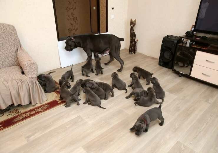 Звёздами интернета стали 18 щенков, которых родила воронежская собака