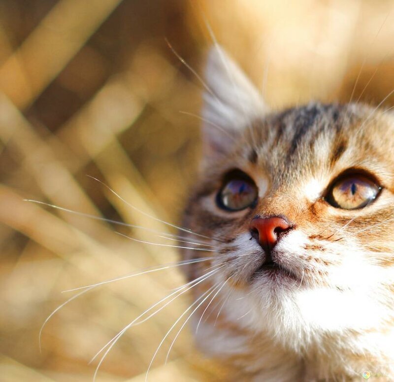Учёные доказали лечебные свойства кошек