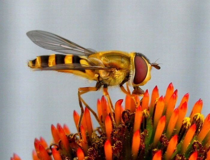 Оранжевые животные (17 фото)