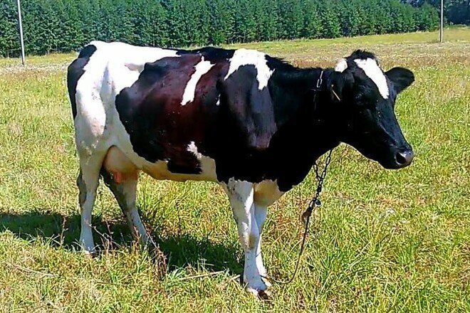 Российские ученые выяснили, как появилась корова