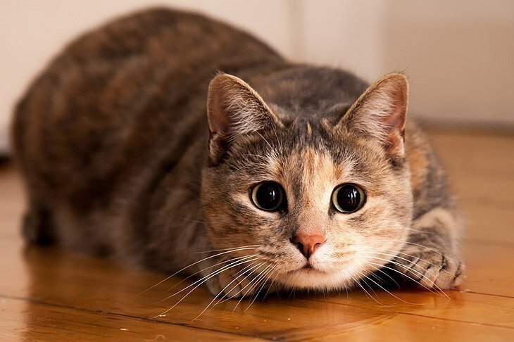Минсельхоз США прекратит эксперименты над кошками