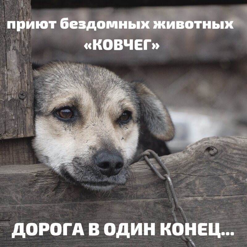 Добиться справедливости! Сомнительная деятельность «приюта» бездомных животных «Ковчег», Калининград