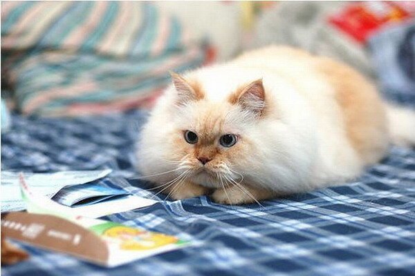 Гималайский кот (12 фото)
