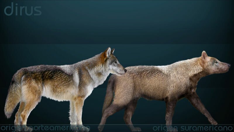 Голова древнейшего волка с неповрежденным мозгом найдена в Якутии