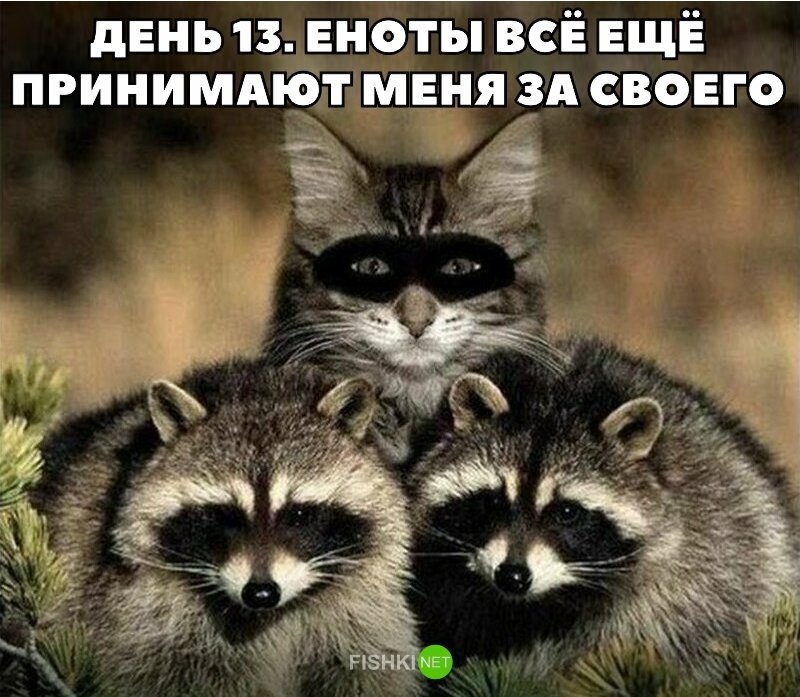 Как за 5 шагов спасти город от коварных енотов?