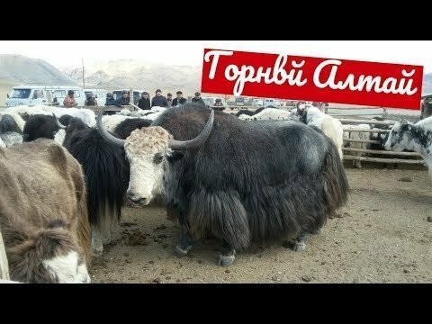 Экзотическая Кулинария — блюда из Яка