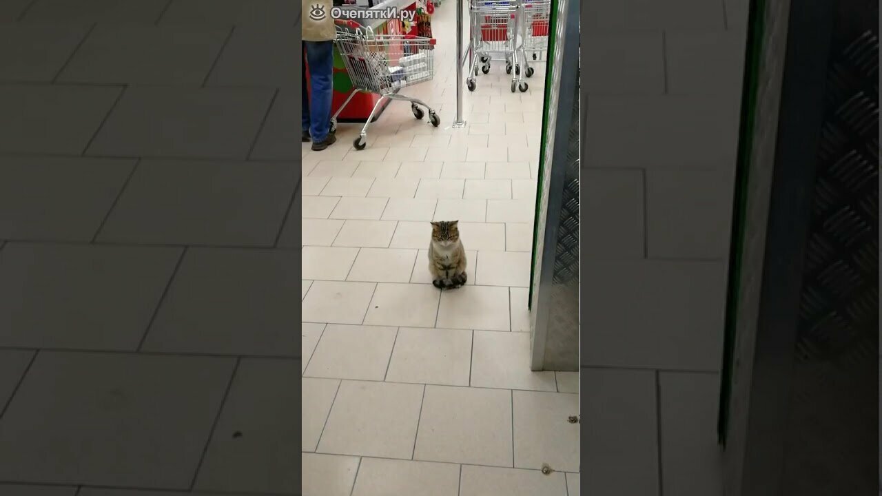 реклама пятерочки с котами. кот в пятерочке. наполнитель для кошачьего туалета katty силикагелевый. кот в пятерочке. кот в ящике в магазине.