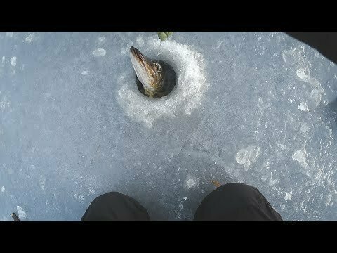 Запоздалый первый лед 2020. рыбалка на жерлицы. первый щуки