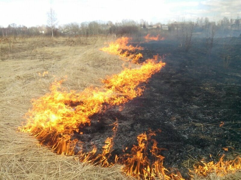 Чем опасен весенний поджог травы? 