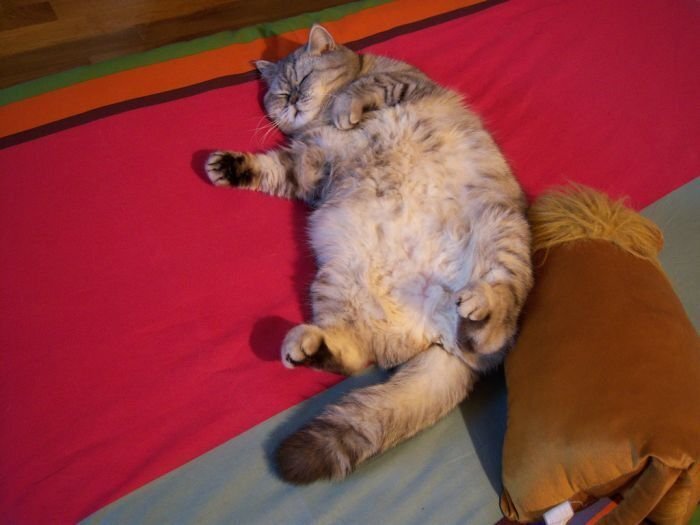 Новая звезда интернета - толстая кошка Джули (19 фото)