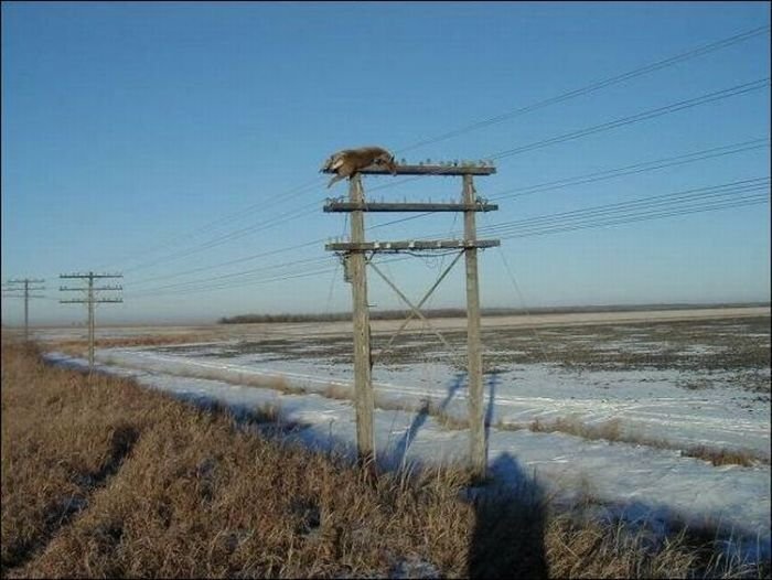 Как они туда попали? (4 фото)