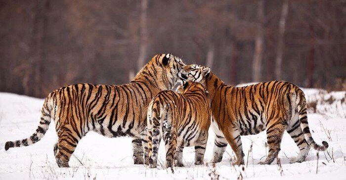Китайские тигры (12 фото)
