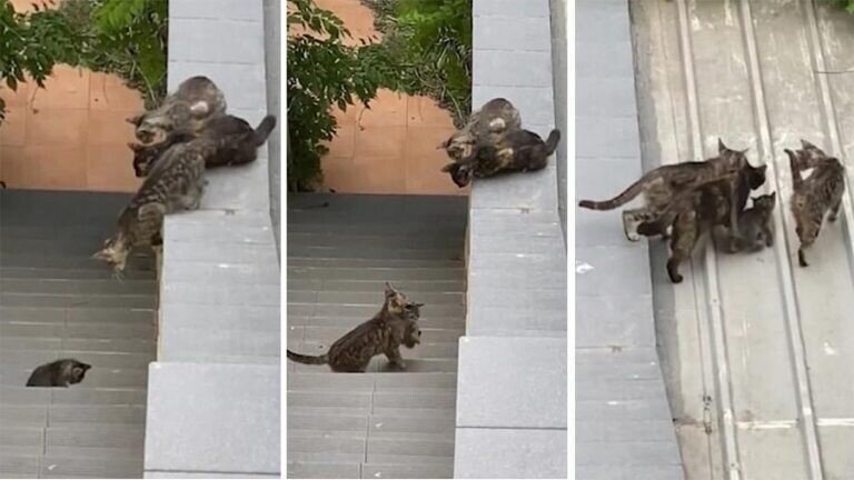 Три кошки помогли забраться котенку на крышу дома