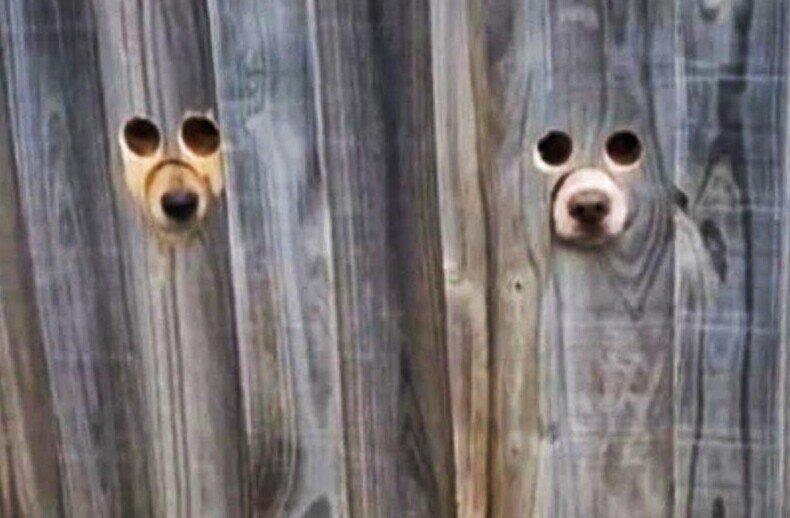 Окно в заборе для собаки фото