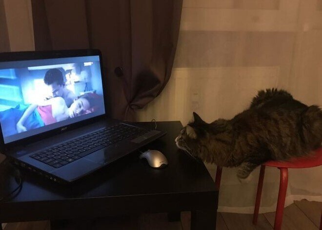 Котам можно все, в том числе и смотреть сериалы! Питерский кот подсел на "Полицейского с Рублевки"
