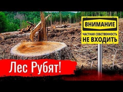 Лес рубят! // Злоба дня