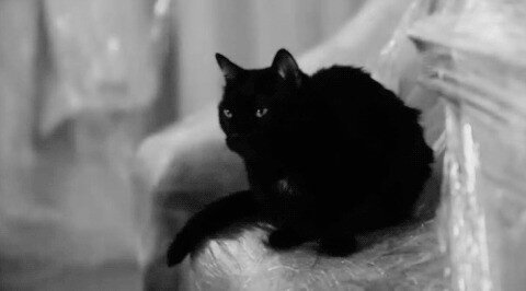 День защиты черных котиков - почему он появился в Италии, и что символизирует
