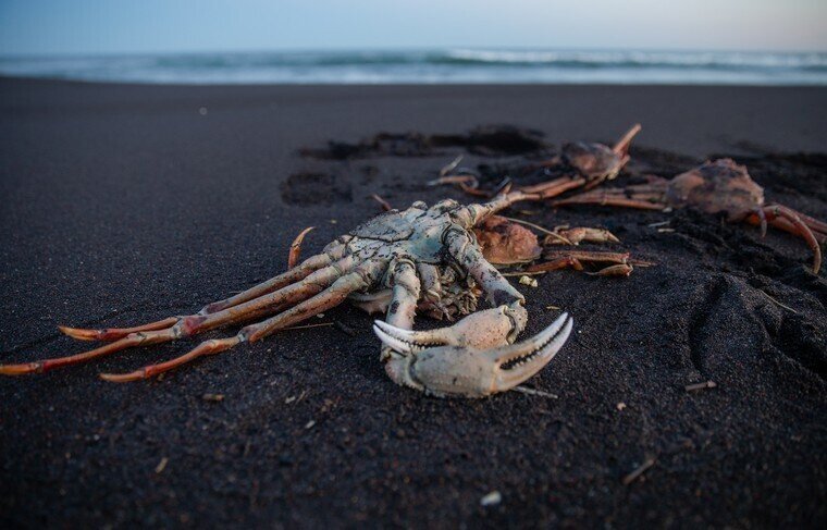 Причиной массовой гибели животных у берегов Камчатки стало цветение водоросли