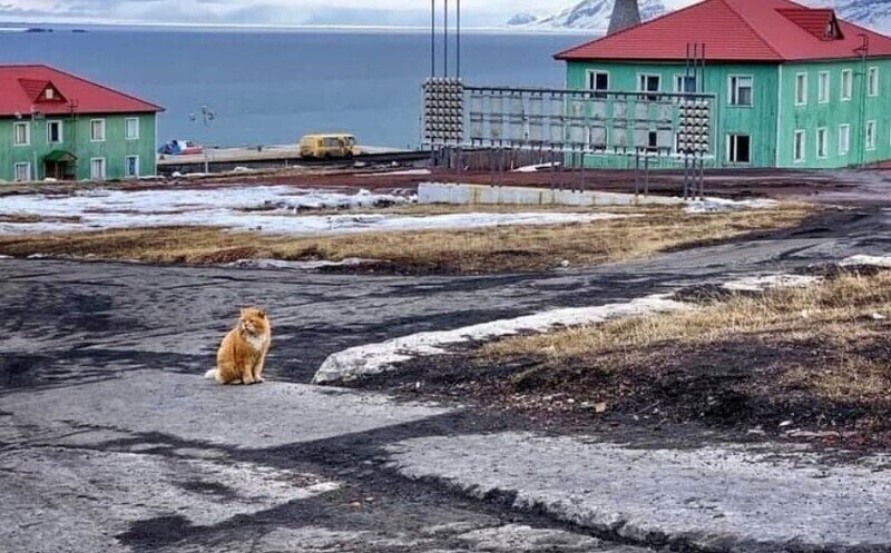 Шпицберген – архипелаг одного кота