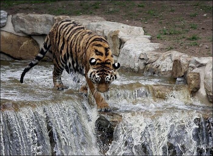Амурский тигр в летнюю жару (4 Фото)