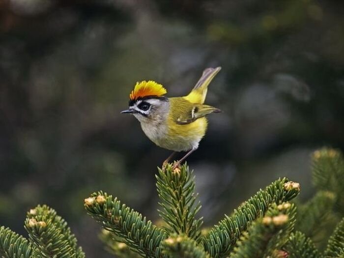 Прекрасные разноцветные птицы (15 Фото)
