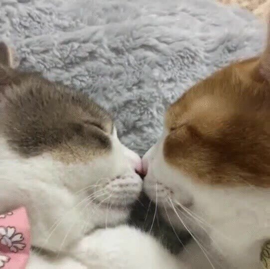 Котики целуются картинки гиф