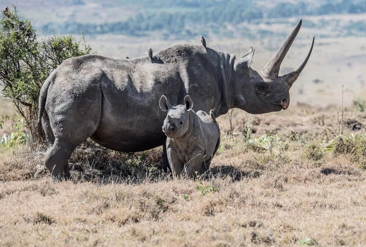 Носороги заповедника 