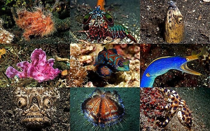 Подводный зоопарк удивительных существ в Индонезии (28 фото)
