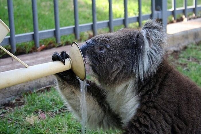 Бедную коалу измучила летняя жара (17 фото)