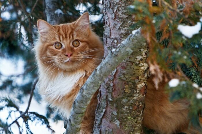 Высказывания Великих людей о кошках (30 фото)