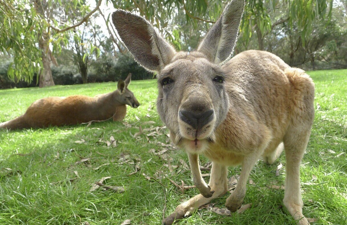 Интересные животные в австралии