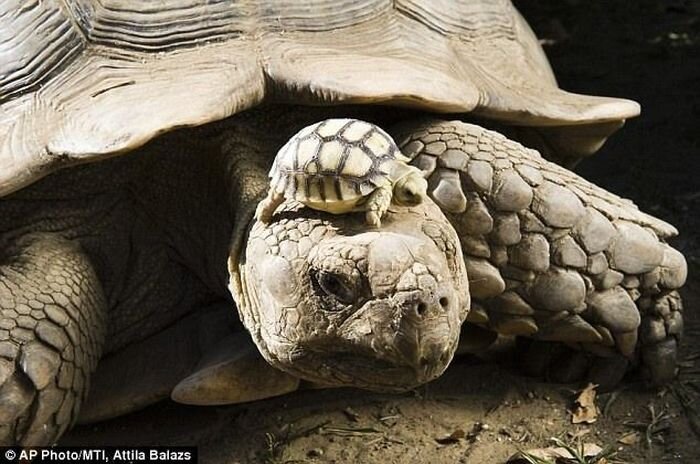 Шпороносная черепаха (5 фото)