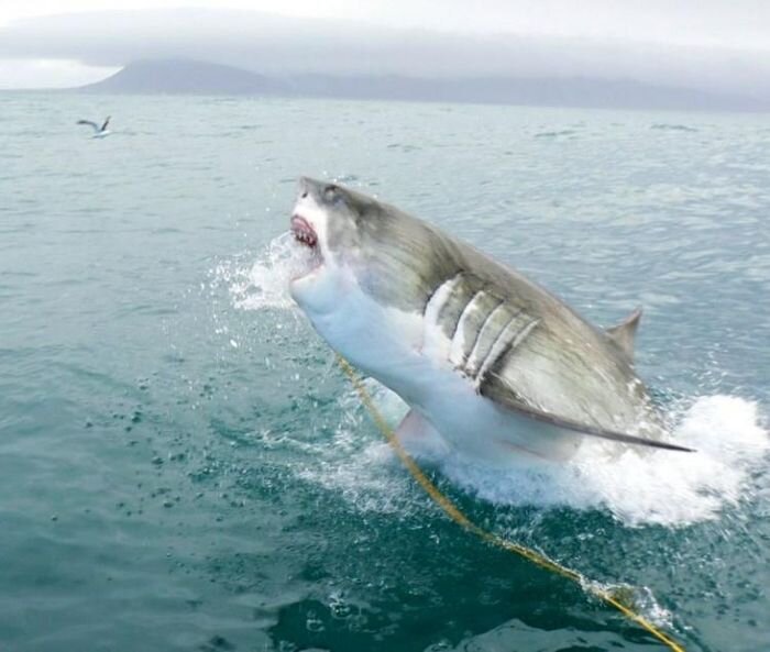 Большая белая акула на охоте (11 фото)