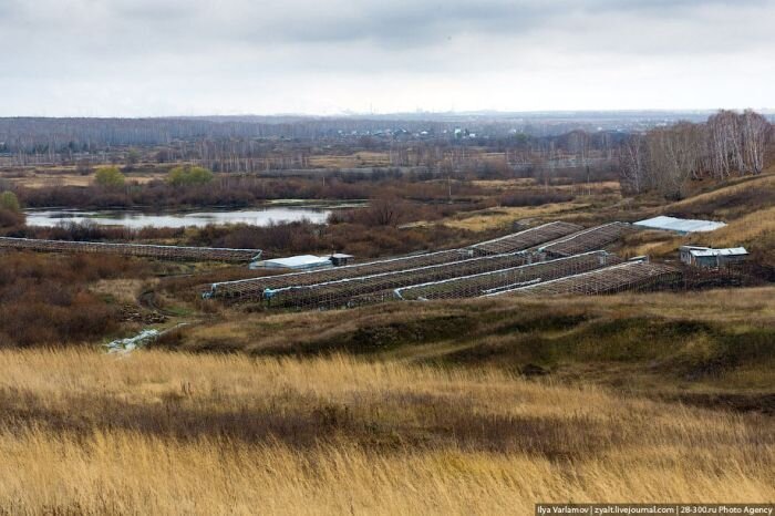 Китайский огород (36 фото)