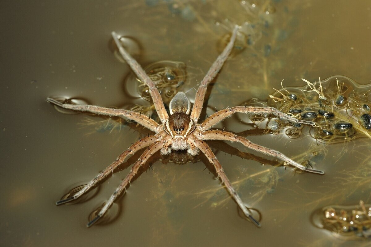 Dolomedes fimbriatus паук