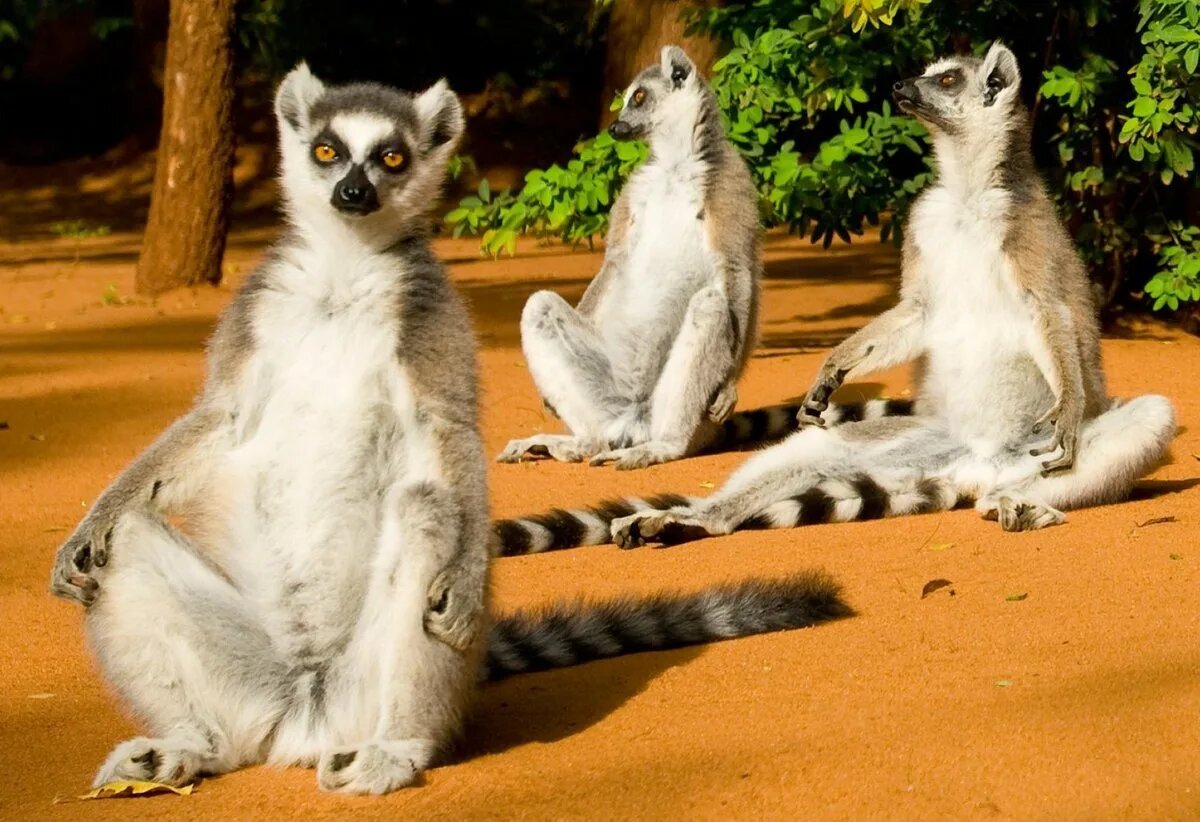 Кошачий лемур Мадагаскар