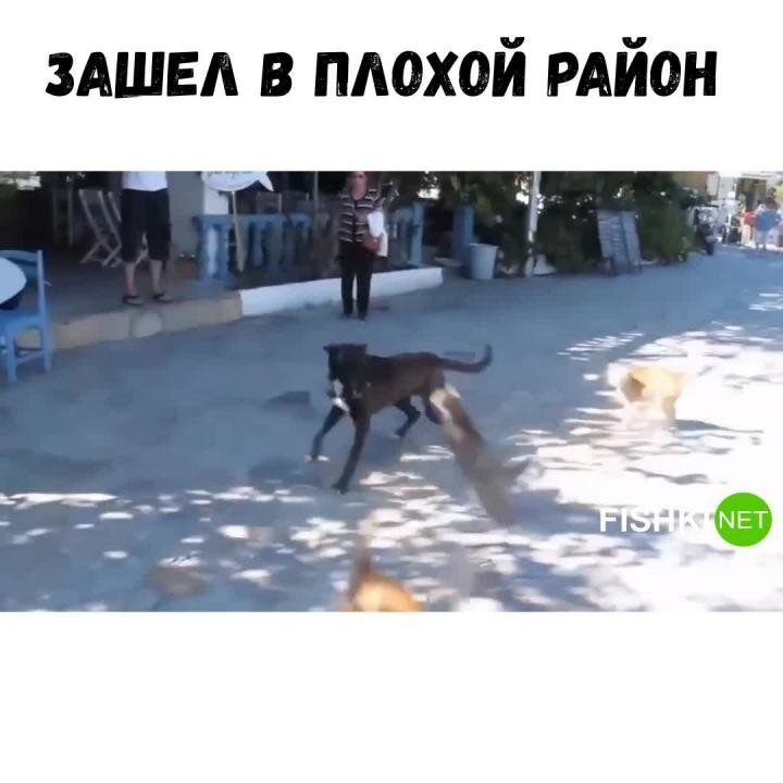Почему не заходит в dogs