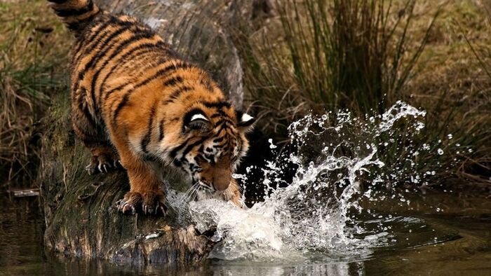 Невероятные фотографии тигров (30 фото)