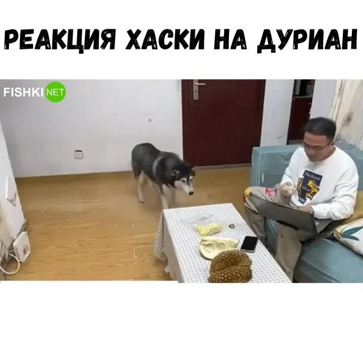 Реакция хаски. Реакция хаски. Как выглядит аллергия у хаски. Реакция хаски. Хаски испугался.
