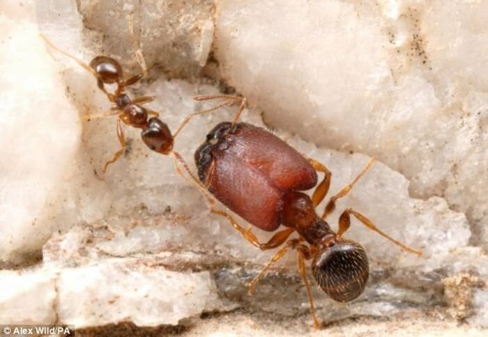 Канадские ученые вырастили муравьев-мутантов с огромными головами и челюстями (2 фото)