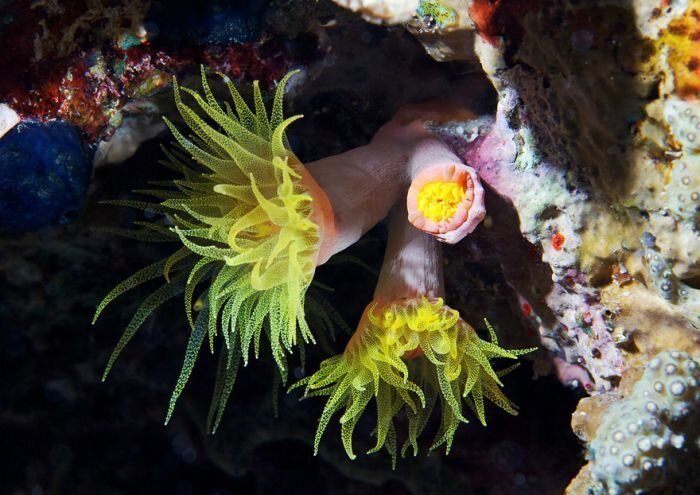 Подводный мир от Александра Семенова (58 фото)