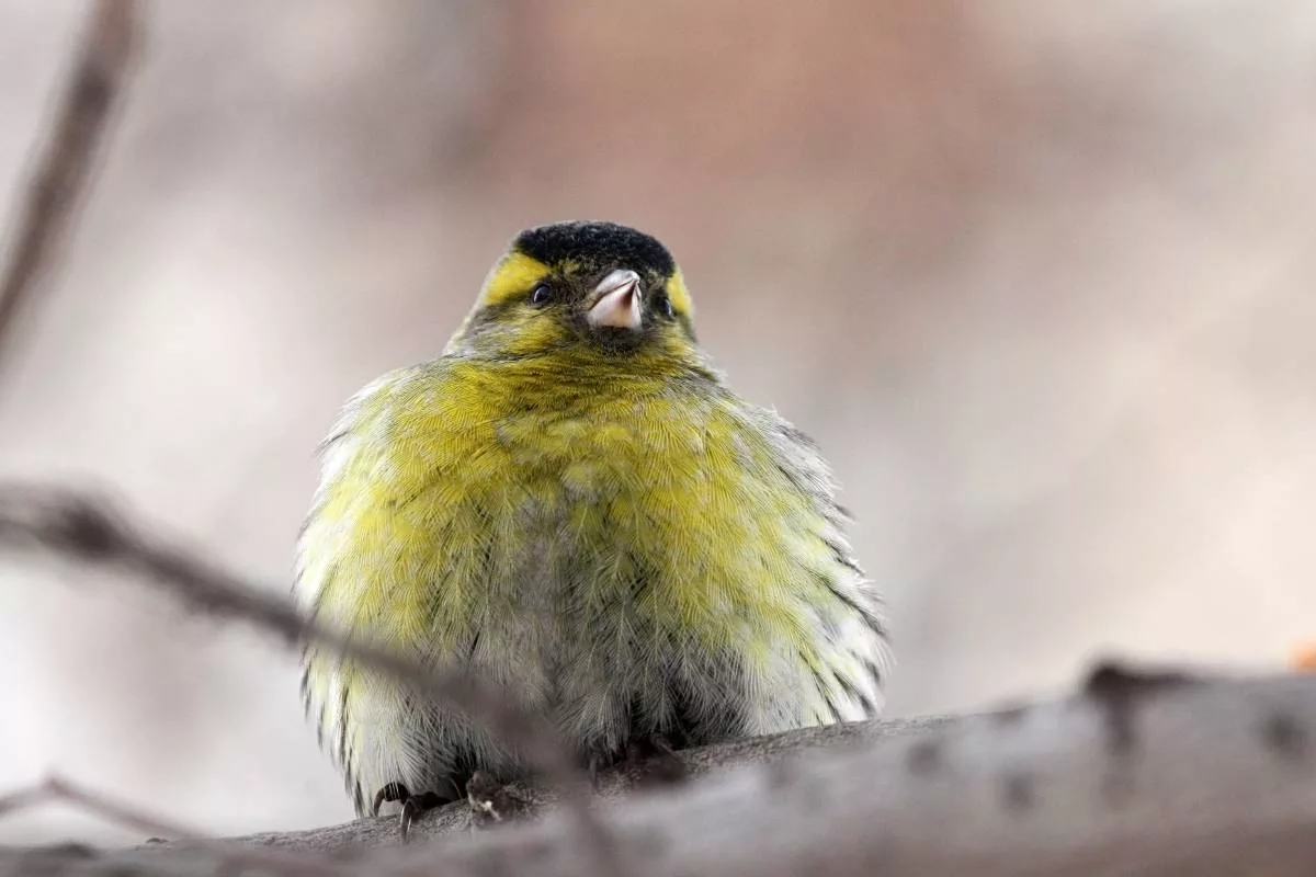 Чиж птица. Carduelis Spinus. Чижик. Нахохлившийся Чижик. Чиж нахохлился.