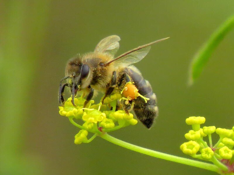 Пчела питается пыльцой. Пыльца медоносная пчела. Пчела с пыльцой. Нектар пчелиный. Пчела с нектаром.