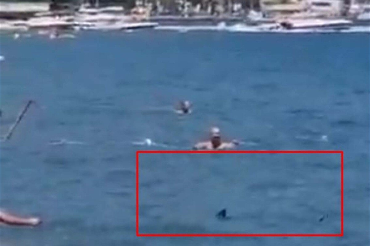 Нападение акул в турции. Акулы в черном море Турция. Нападение акулы в Мармарисе.