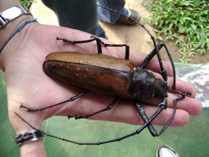 Громадный жук (10 фото)