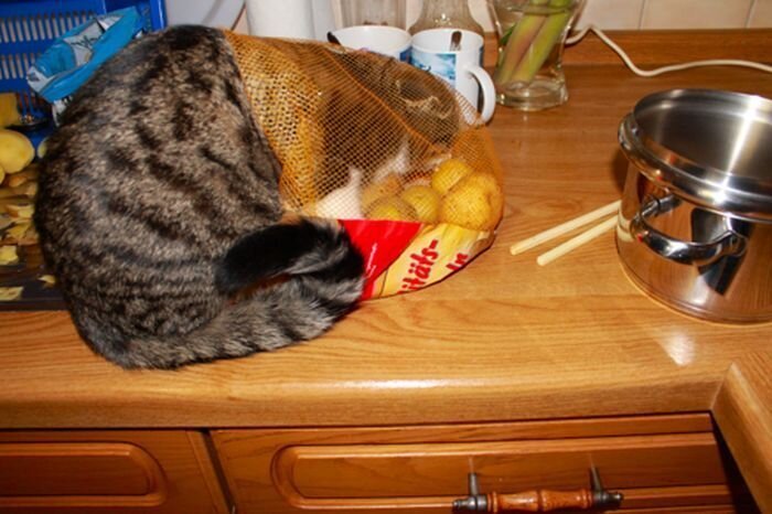 Прячущиеся коты (50 фото)